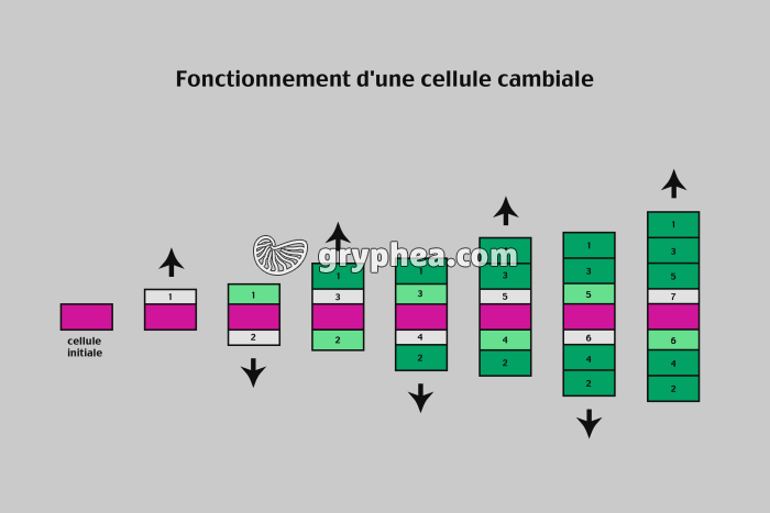 Fonctionnement d'un cambium (étapes) - infographie - gryphea.com